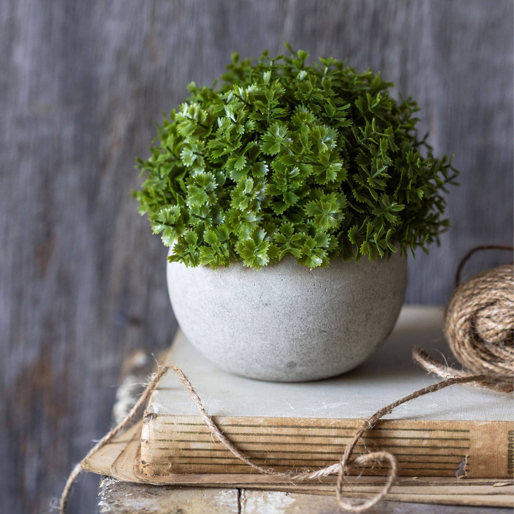 Hebe Plant in Pot