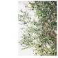 Extra Large Tall Olive Tree | 10"