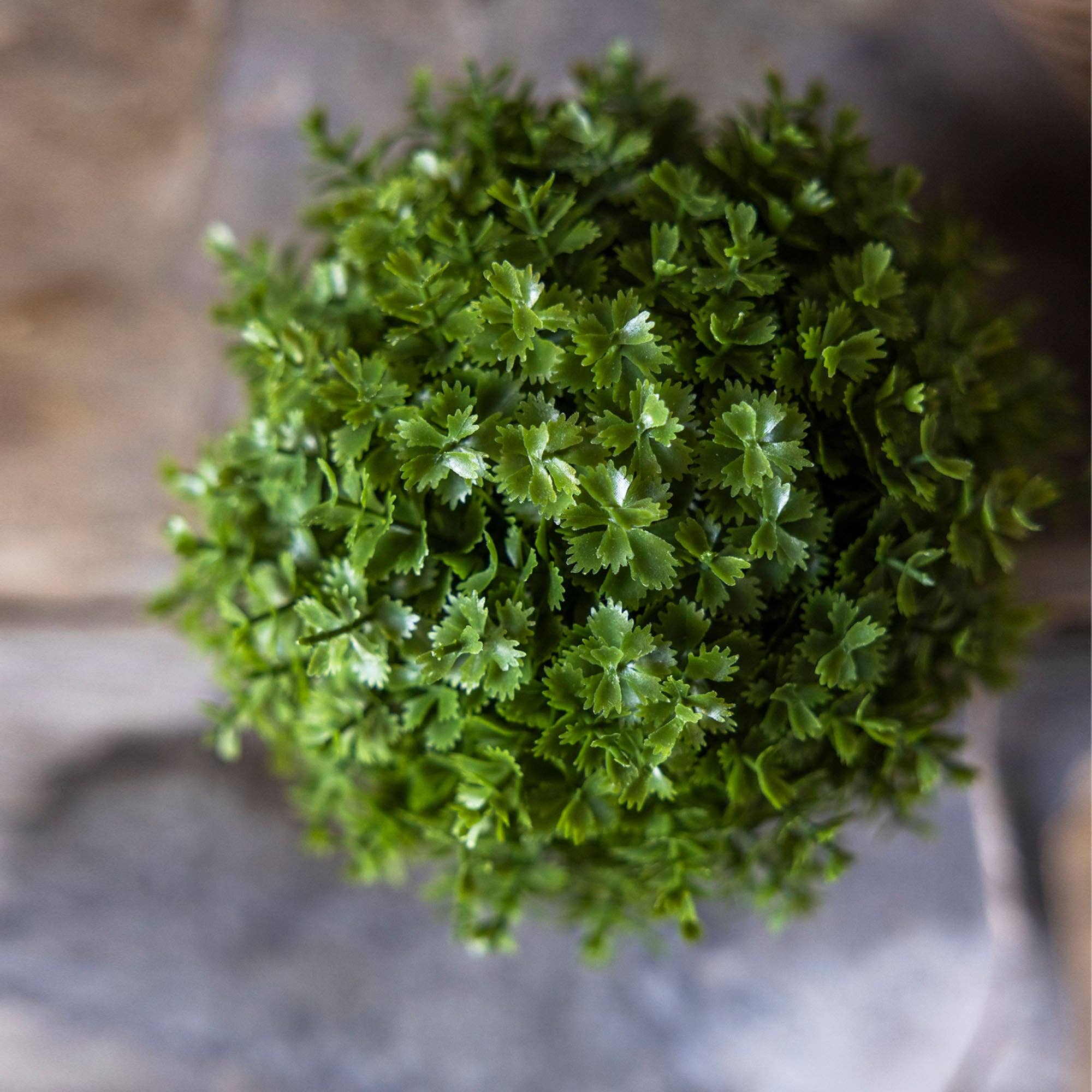 Hebe Plant in Pot