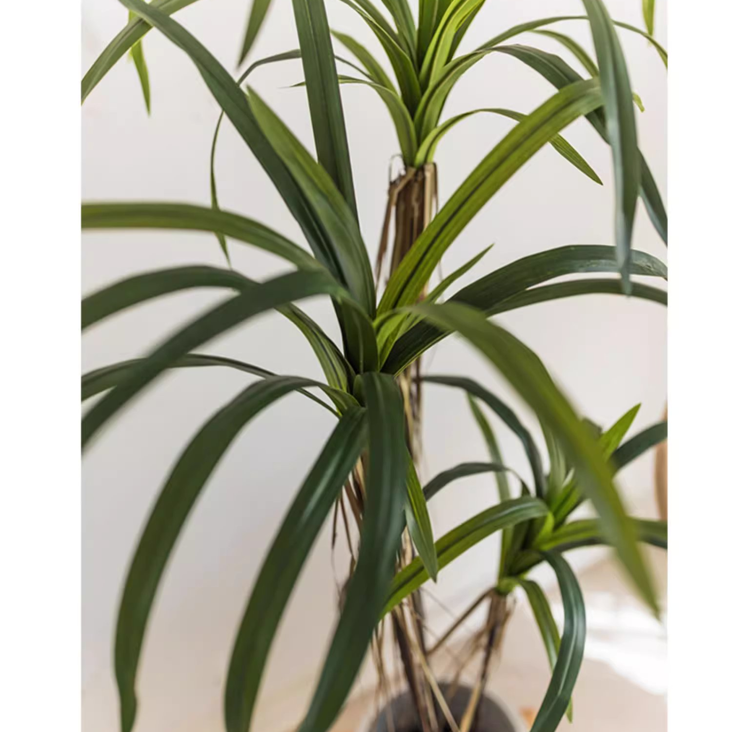 Dracaena Tree | X Large