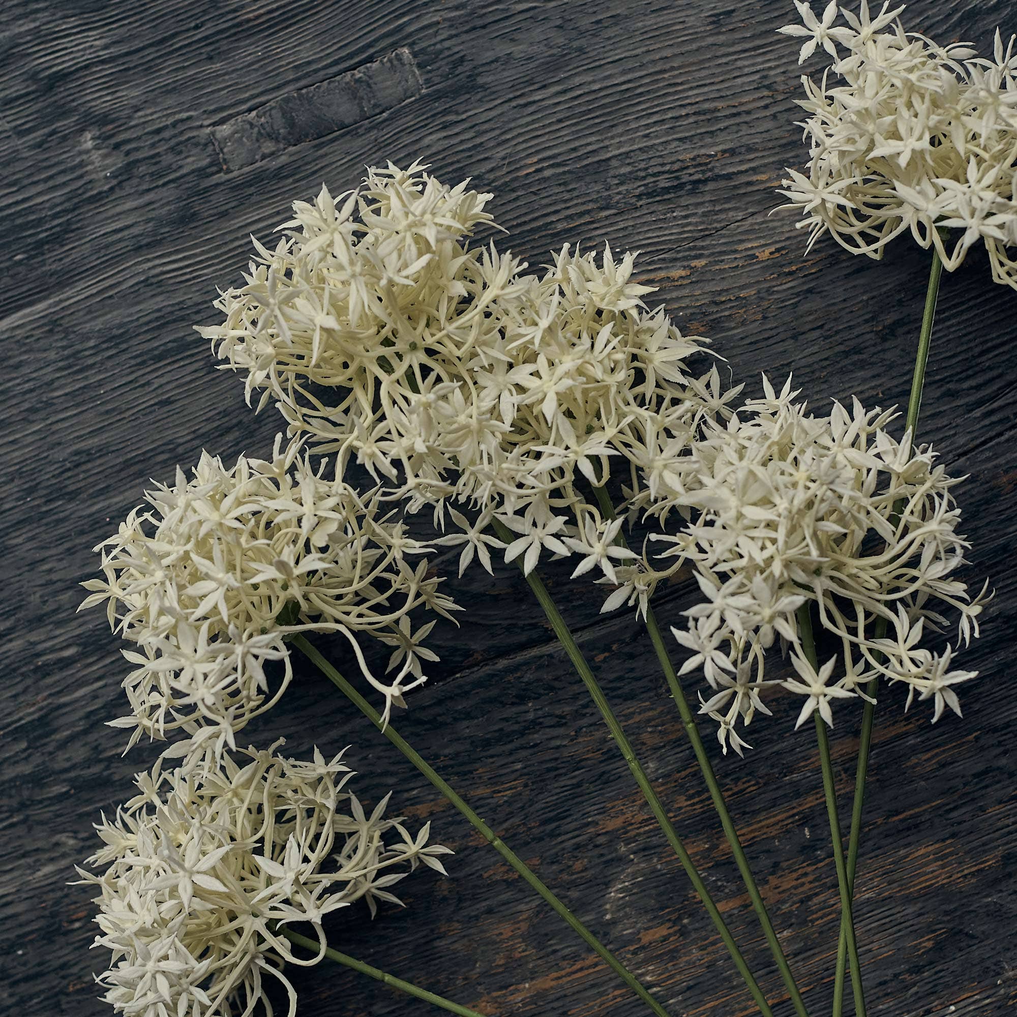 Allium Cream Bunch