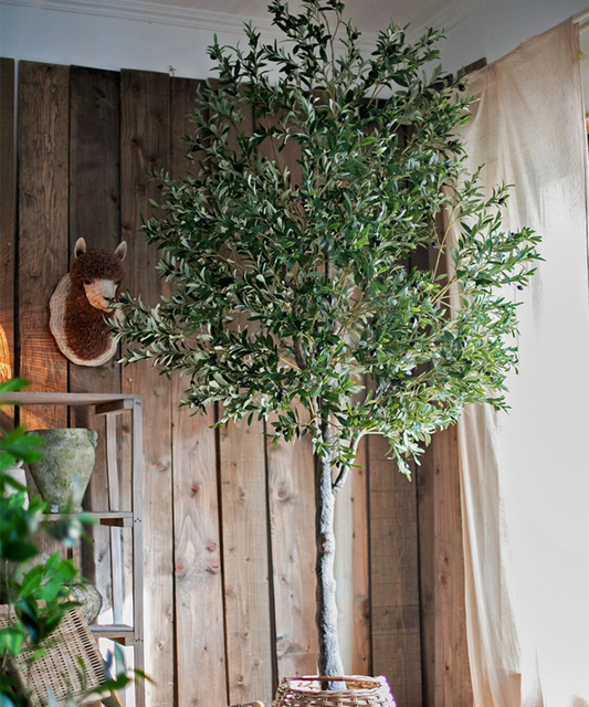 Extra Large Tall Olive Tree | 10