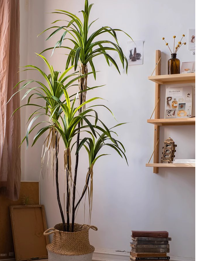 Dracaena Tree | X Large