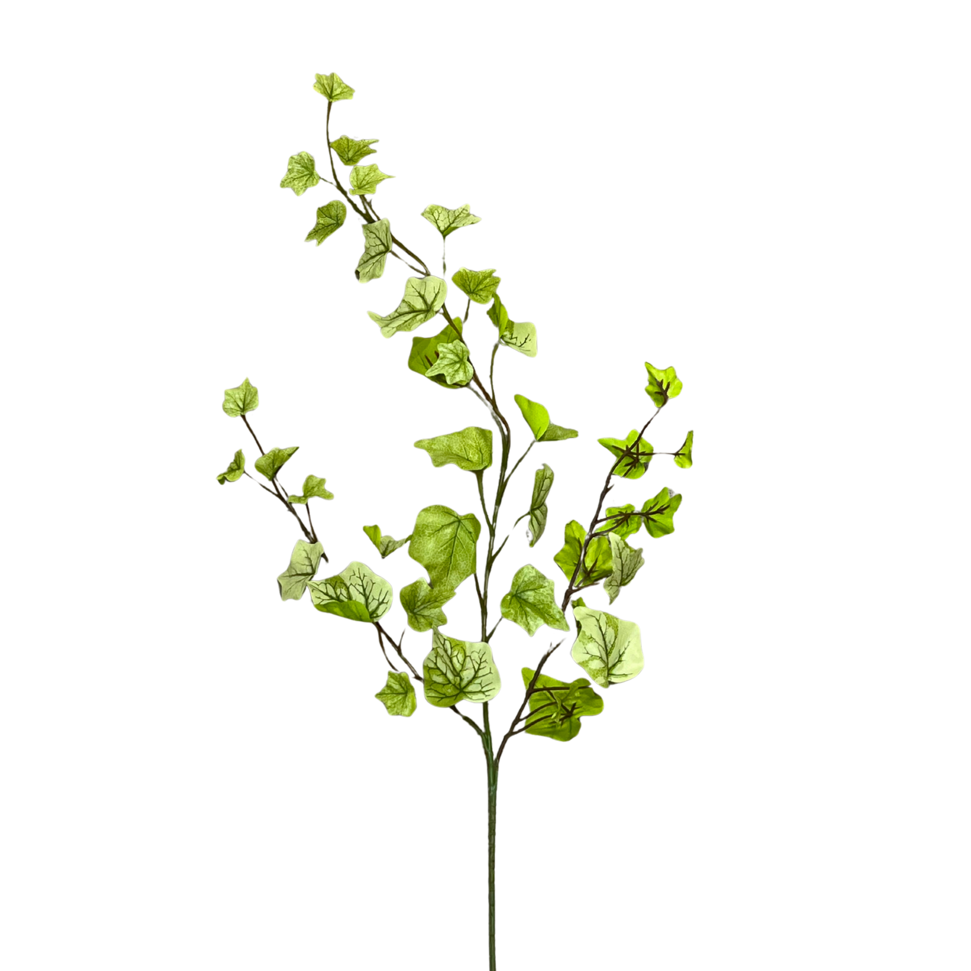 English Ivy Stem | Light Green