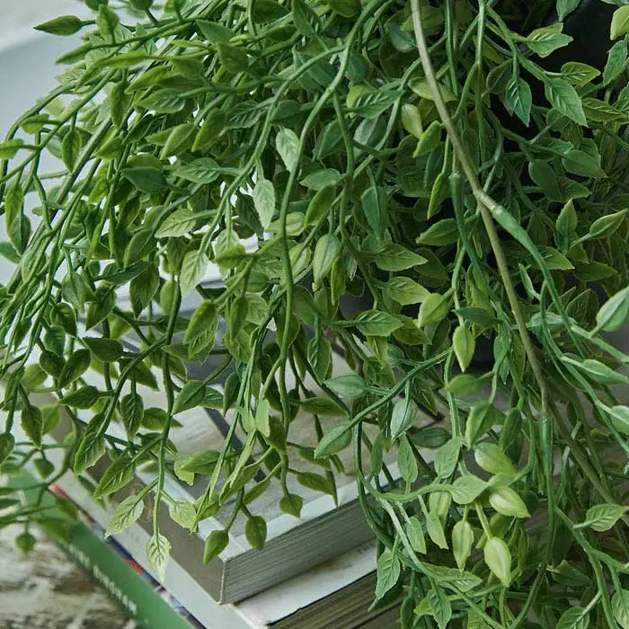 Trailing Milk Weed In Pot