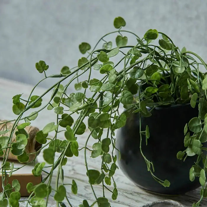 Begonia Leaf In Pot