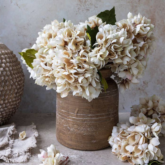 Hydrangea Morning Mist