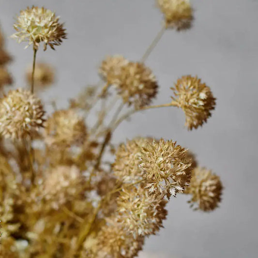 Melaleuca Flaxen Stem